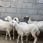 ظان للبيع