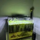 حوض سمك شرمب