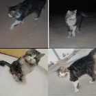 قط مفقود تقريبا  البلدية رموه بالبر