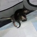 قطط للتبني