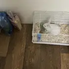 ارنب بجميع ملاحقته