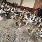 صوص للبيع تم البيع باقي 50