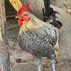 ديوك فيومي. و بلدي