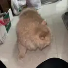 بسة شيرازية لتبني معرف كم عمرها لكن سنة