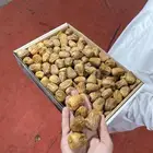 تمر سكري مفتل رقم