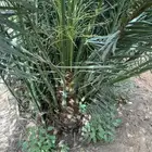 سكري برحي خلاص مجدول