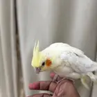 كروان لاتينو