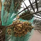 تمر برحي للبيع افضل تمر للبيع