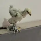 صيصان براهما كولمبي عمر شهرين