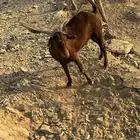 تيس فحل ادهم السن رباع