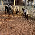 للبيع دواغير نعيم شرط الصحه ولله الحمد