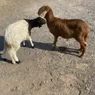 طليان سواكن مرابي