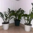 زرعة الزاميا الثلاثة ب خمسمائة ويال