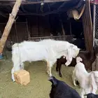 تيس فحل مشروك العلا