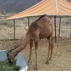 قعدان للبيع