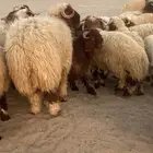 طليان نعيمي فواخر