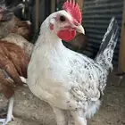دجاج بلدي وفيومي