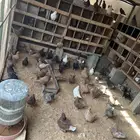 حمام كنق