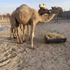 قعود اشعل. تم البيع
