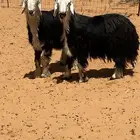 فحل نجدي