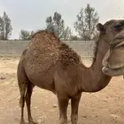 الاكحل طريق الهجره