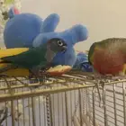 هدد اليفه جدا  صبغات قويه وتصانيف مميزه