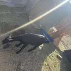 للبيع عناق جذعه سمين