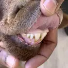 نعيميه ثنية معها خروف ورخل