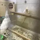 كروان ابيض