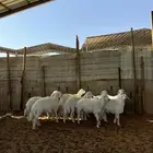 خرفان حريات