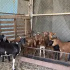 عرس تيوس