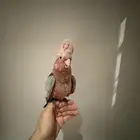 ببغاء كوكاتو جالا