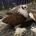 حمام نجفي - لبناني