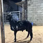 طلي ساكني(تم البيع )