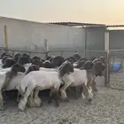 جذعات أنعيم فاخره اللبييع