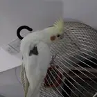 ذكر كروان اليف جدا