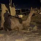 ناقة بكر سمين