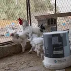 دجاج براهما