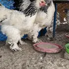 طقم كولومبي
