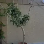 السلام عليكم شجره الفقس