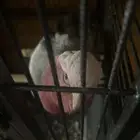 كوكا جولا للبيع