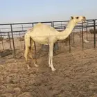 بكرة