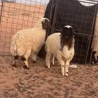 للبيع خروف ورخل