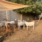معزا