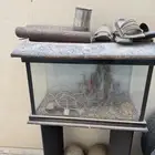حوض سمك القزاز لايوجد تهريب