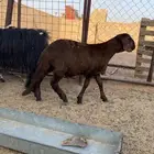 خروف سواكلي طيب ومعلق شحم