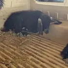 تيس عارضي ومعزا