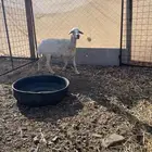 نعجه وعنز للبيع