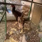 دجاج شامو عد د2 زوج