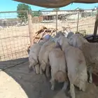 ذبايح نظيف جدا  ممتاز من الطايف